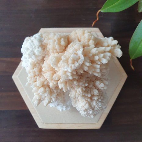 Stalactite with Aragonite|Crystallized gemstone| 95 x 75 x 70 mm